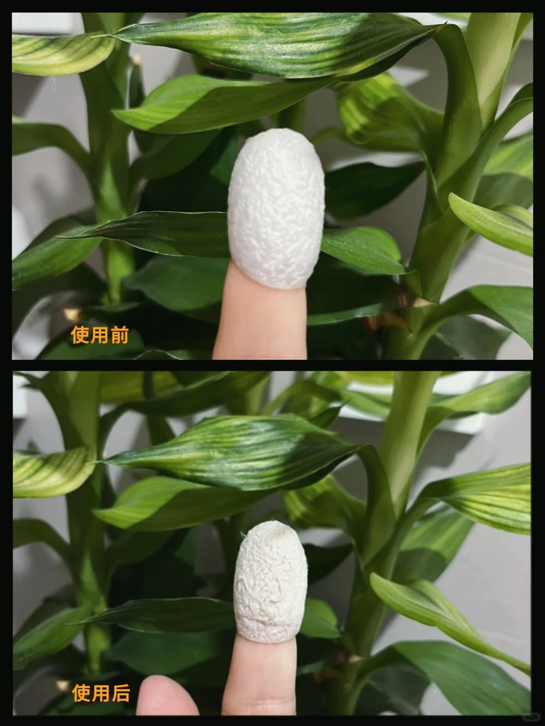 蚕茧可以祛斑吗