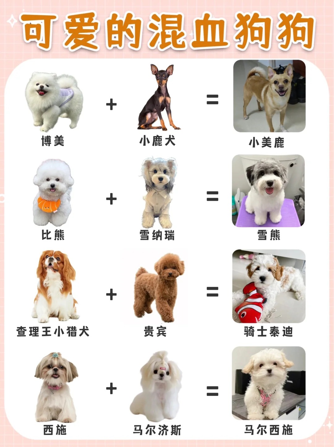 混血狗狗品种大全及图片